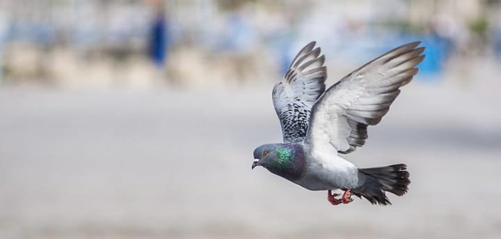 School Districts stuck in the Stone Age with carrier pigeon communications